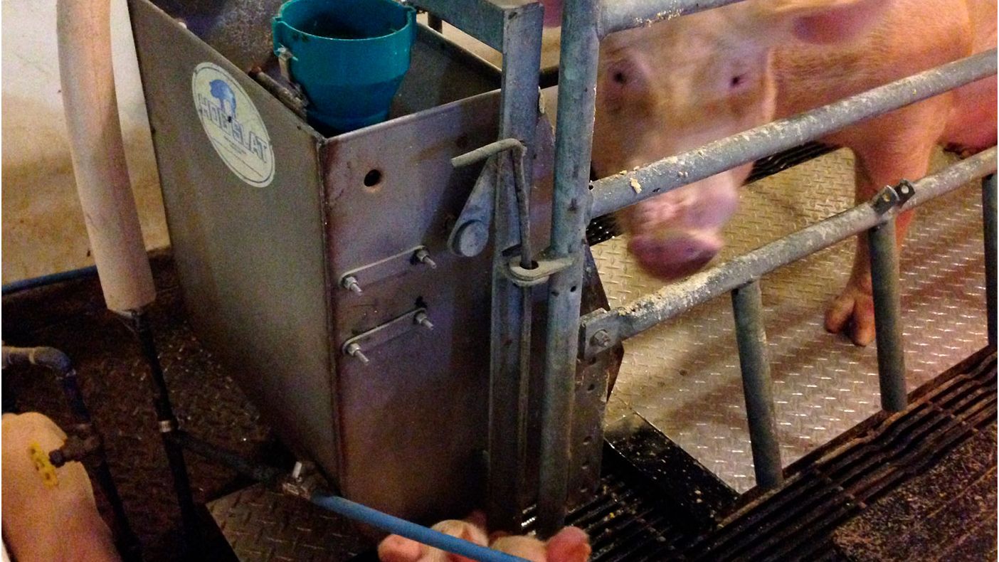 Figure 2 &ndash; Prototype de la plaque de refroidissement Purdue perndant l'essai dans la selle de mise-bas.
