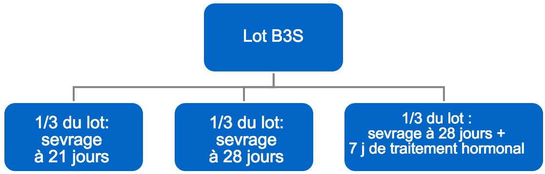 <p>Figure 4. Processus du passage de bandes de 3 semaines (B3S) vers bandes hebdomadaires</p>
