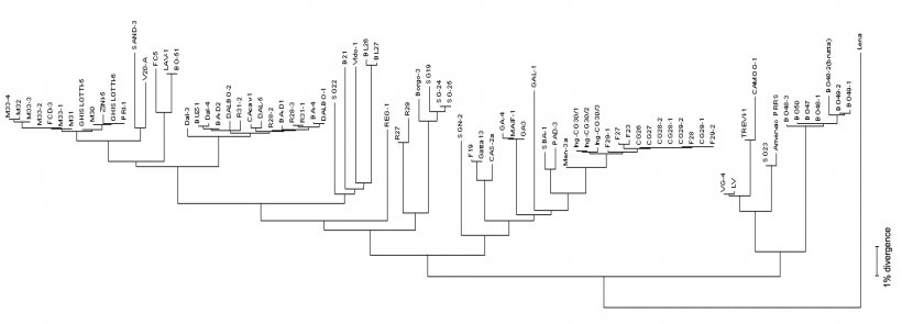 Figure 3. Les dendrogrammes ou &laquo;arbre phylog&eacute;n&eacute;tique&raquo; sont utilis&eacute;s pour repr&eacute;senter graphiquement le degr&eacute; de similitude (homologie) entre diff&eacute;rents virus du SDRP avec une s&eacute;quence virale de r&eacute;f&eacute;rence.
