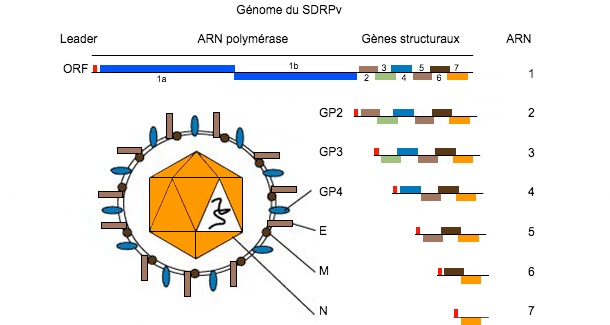 Figure 1. Le g&eacute;nome du virus SDRP est une mol&eacute;cule d'ARN monocat&eacute;naire.
