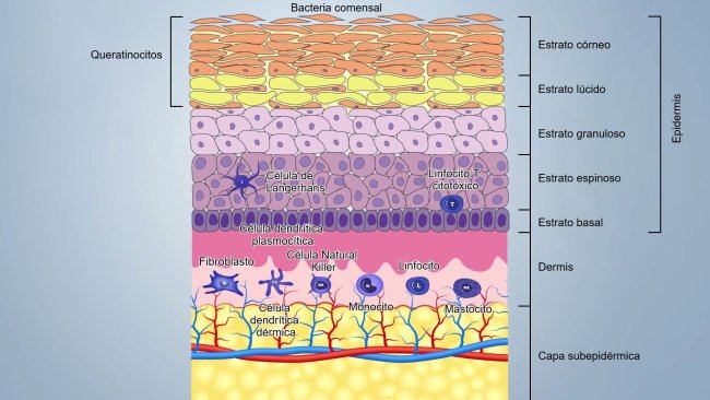 Figure 1. Schéma des couches de la peau