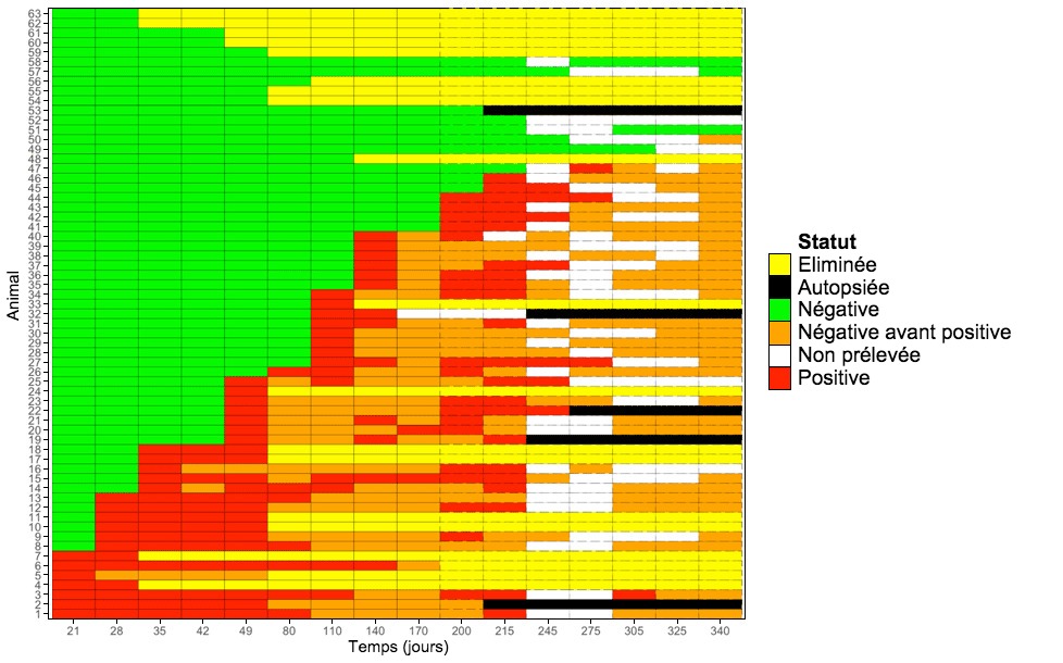 <p>Graphique montrant la détection longitudinale de <em>M. hyopneumoniae</em> chez les cochettes.</p>