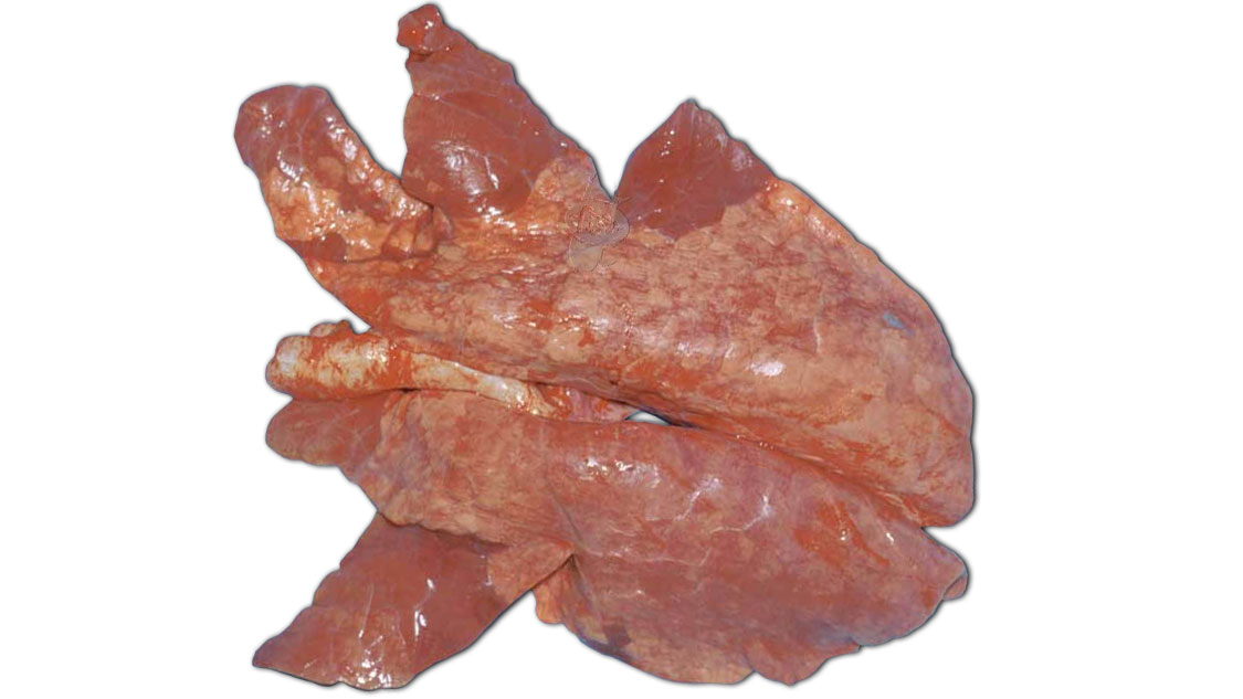 <p>Pneumonie enzootique: lésions pulmonaires macroscopiques Source: conférence de pathologie, contribution de Pat Halbur</p>
