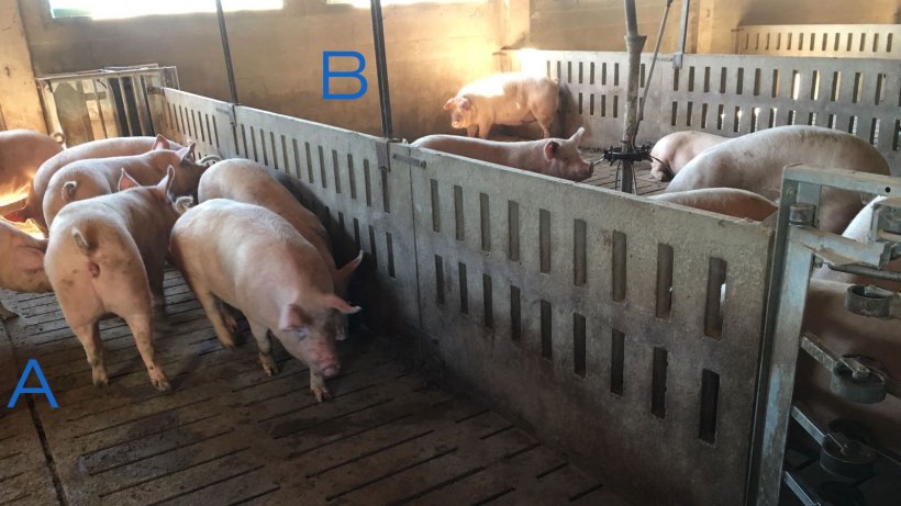 Photo 2. Enclos pour entra&icirc;ner les cochettes &agrave; entrer et sortir de la station d&#39;alimentation. Le c&ocirc;t&eacute; A a seulement des abreuvoirs et dans le B se trouve la mangeoire. Pour encourager les truies &agrave; se d&eacute;placer d&#39;un c&ocirc;t&eacute; &agrave; l&#39;autre, l&#39;aliment est plac&eacute; d&#39;un c&ocirc;t&eacute; (B) et du c&ocirc;t&eacute; A il n&#39;y a que des auges d&#39;eau.
