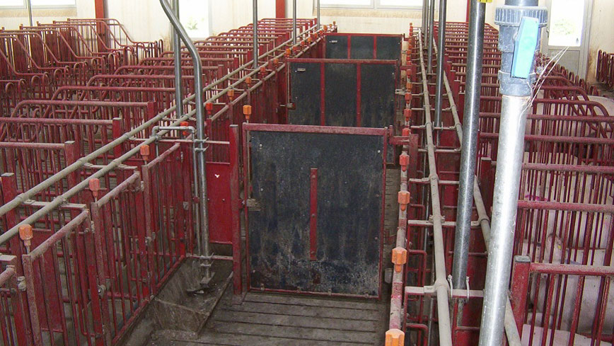 <p>Les portes dans les couloirs de devant doivent fermer toutes les 5 cages, permettant ainsi d'alerter et d'ins&eacute;miner des groupes de 10 truies.</p>
