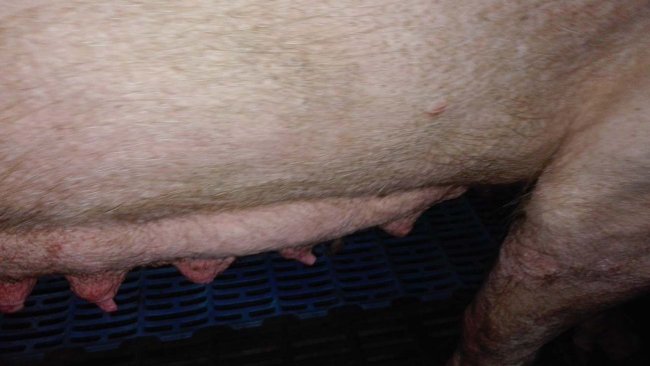 Photo 2: Involution mammaire dans les premiers moments de la phase de lactation.