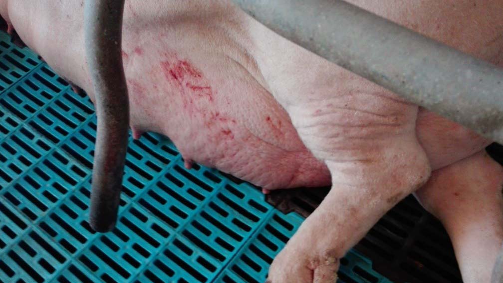 <p>Photo 4: Œdème mammaire dans le péripartum</p>