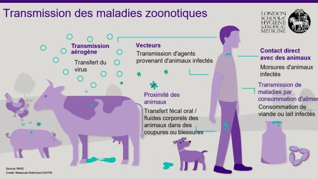 Figure 1. Voies de transmission des maladies zoonotiques. Les zoonoses sont des maladies infectieuses qui peuvent être transmises des animaux aux humains, mais également des humains aux animaux. Source : London School of Hygiene and Tropical Medicine.