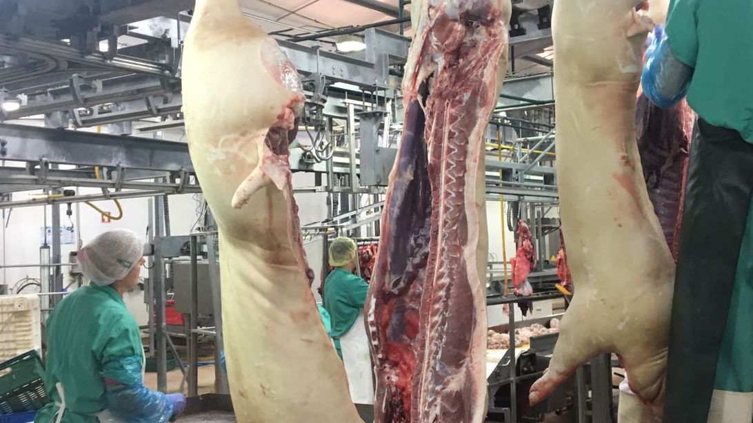 viande porc