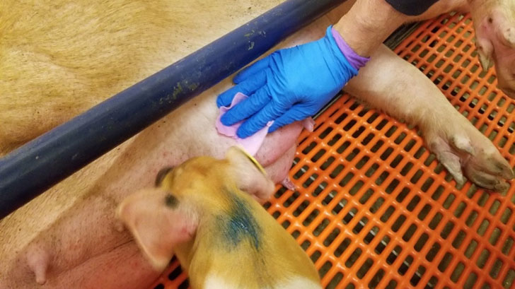 Chiffonnettes mammaires