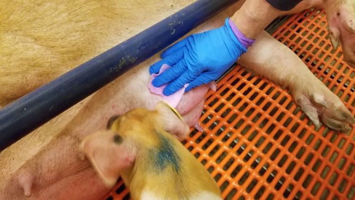 Chiffonnettes mammaires
