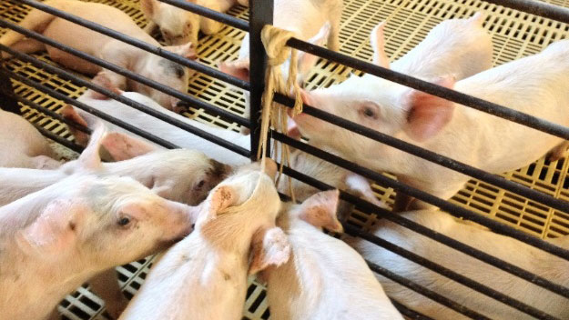 <p>Récolte de fluides oraux</p>