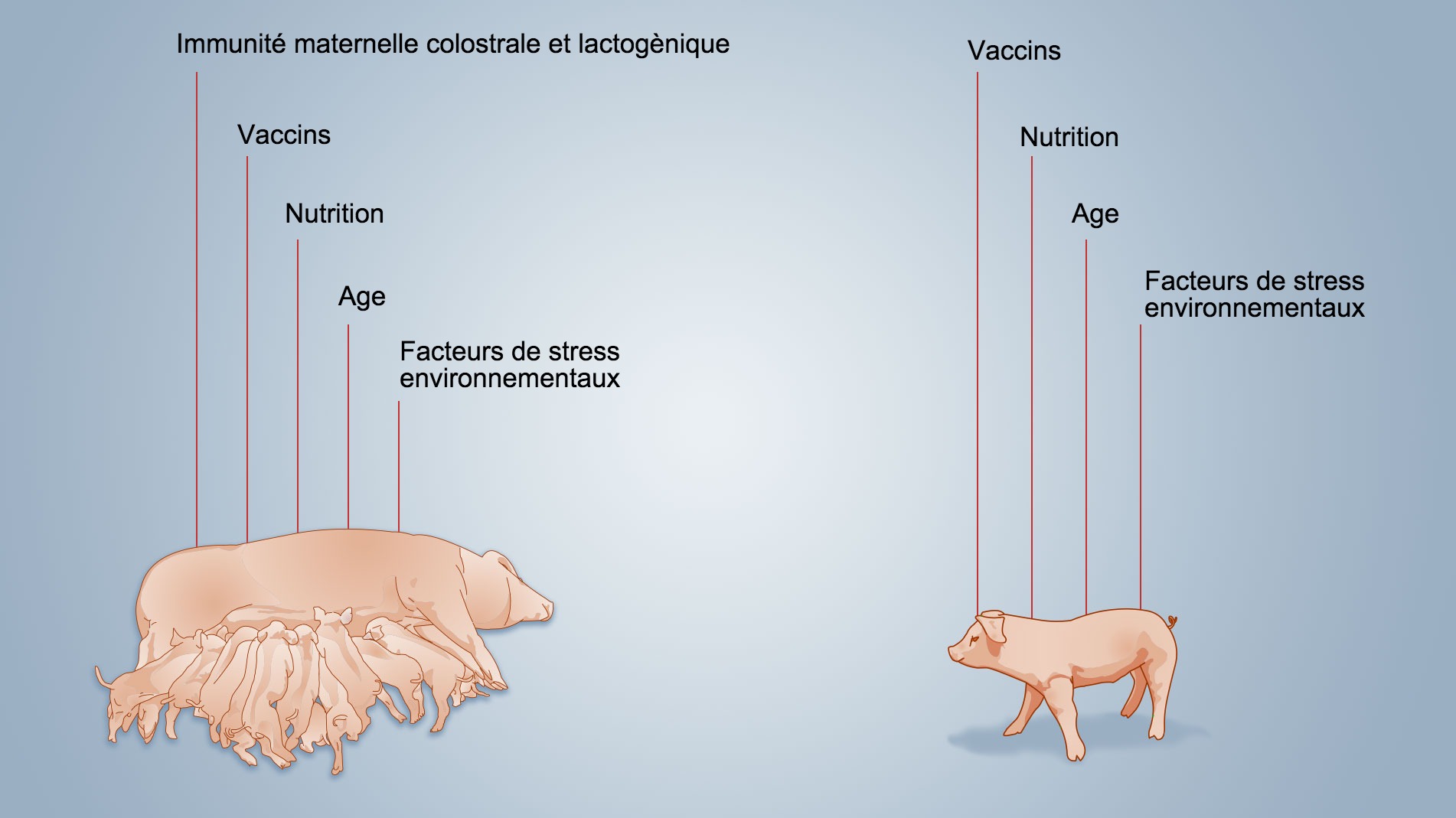 <p>Figure 2. Facteurs influen&ccedil;ant le d&eacute;veloppement de l'immunit&eacute; n&eacute;onatale</p>
