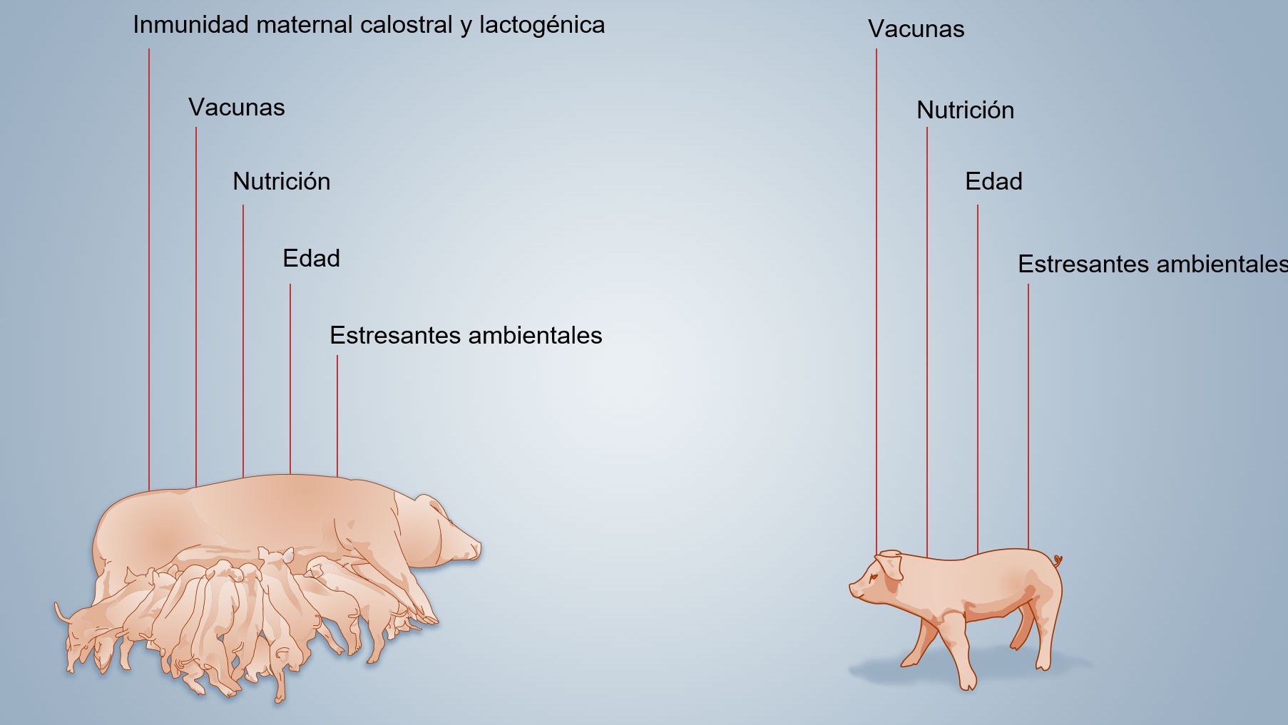 Figure 2. Facteurs influen&ccedil;ant le d&eacute;veloppement de l'immunit&eacute; n&eacute;onatale
