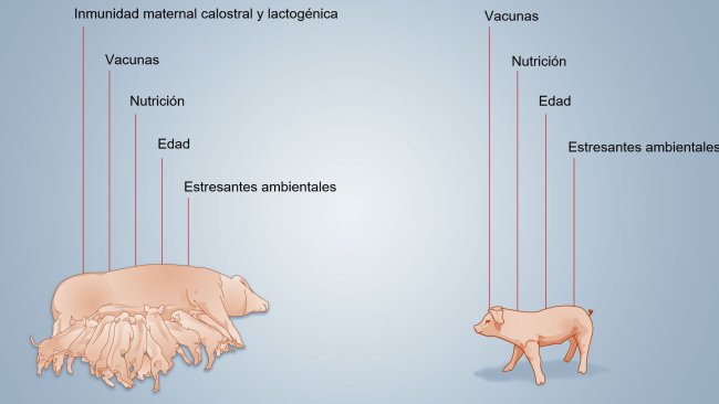 Figure 2. Facteurs influençant le développement de l'immunité néonatale