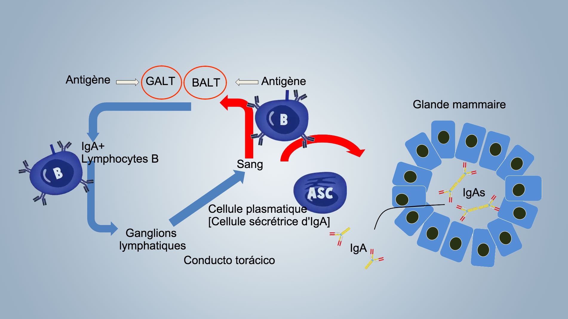 <p>Figure 1. Sch&eacute;ma de l'immunit&eacute; lactog&egrave;nique</p>

