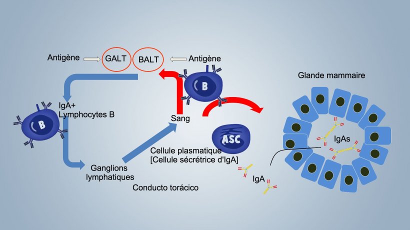 Figure 1. Sch&eacute;ma de l&#39;immunit&eacute; lactog&egrave;nique
