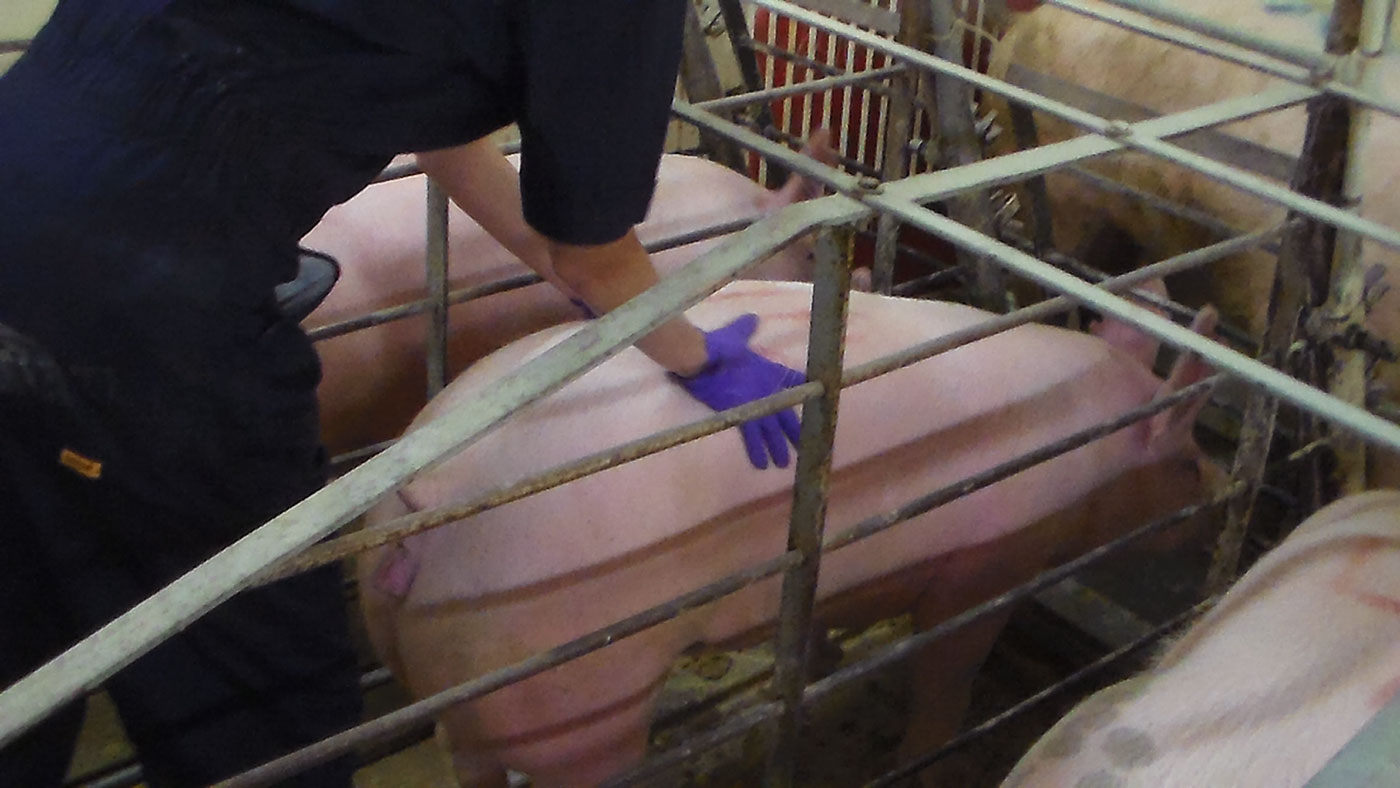 Nullipare en chaleur montrant le reflet de l'immobilit&eacute; et le reflet de l'oreille
