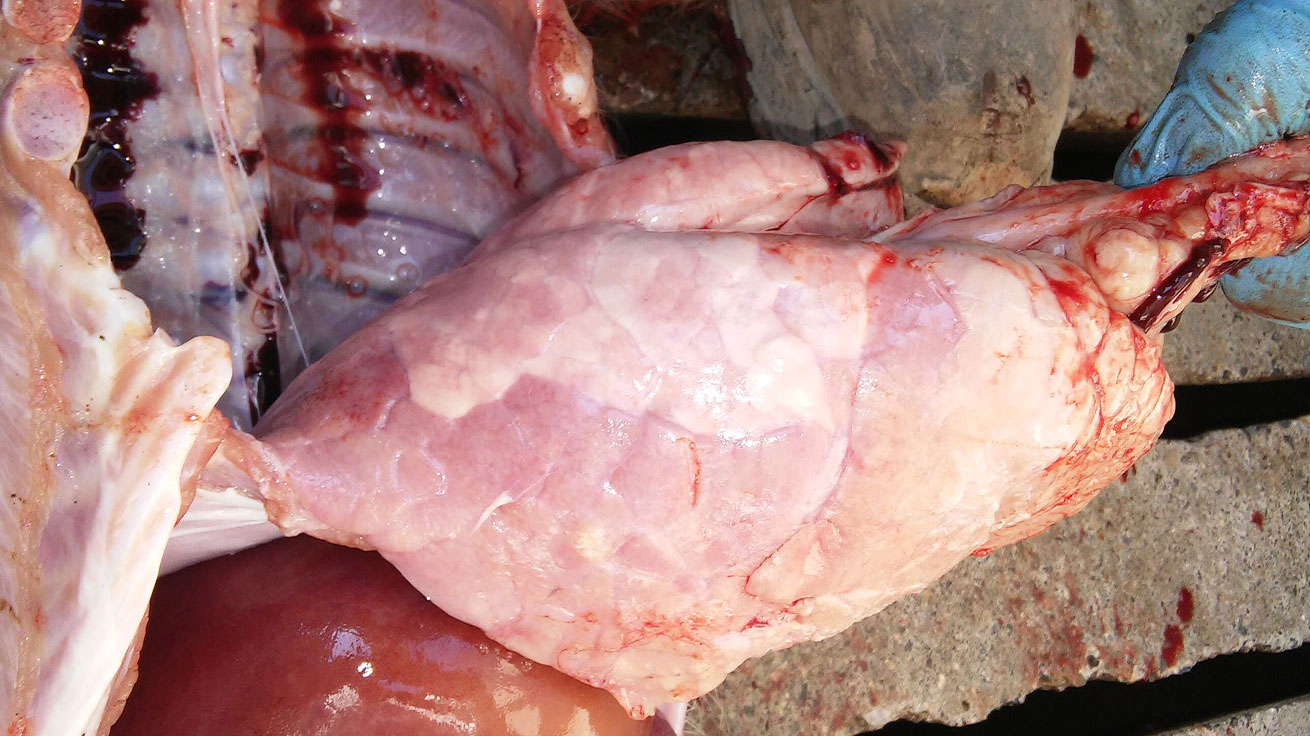 <p>Figure 7. Pneumonie interstitielle avec consolidation pulmonaire marquée du lobe diaphragmatique ventral.</p>