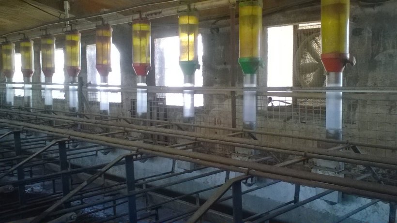 Photo 1. Pour obtenir une consommation d'alimentation élevée dans les jours qui vont du sevrage à l'entrée en chaleur, en évitant en même temps le gaspillage d'aliments, des systèmes d'alimentation en trémie tels que celui montré sur la photo peuvent être une option. (Image reproduite avec l'aimable autorisation de Gori Salamó).