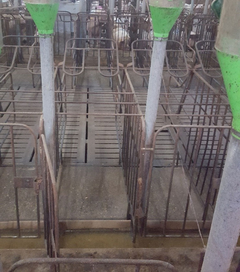 <p>Photo 3. Les cages avec portes avant et arri&egrave;re facilitent la manipulation des truies qui entrent et sortent des cages. Dans ces cas, il est important que la mangeoire ne d&eacute;passe pas au-dessus du niveau du sol et que les verrous des portes avant soient s&eacute;curis&eacute;es afin que les m&acirc;les utilis&eacute;s pour la d&eacute;tection&nbsp;ne puissent pas les ouvrir.</p>
