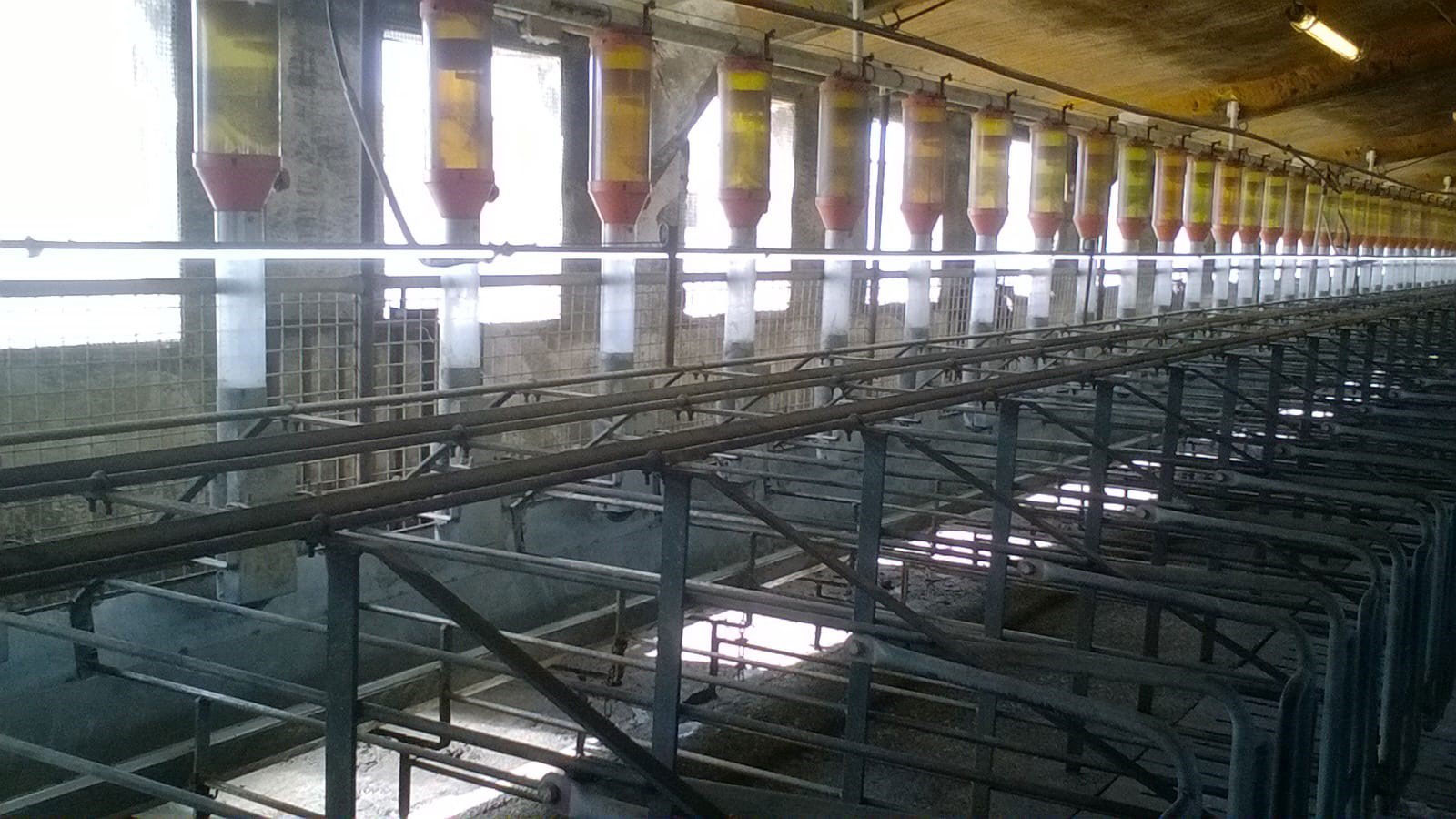 <p>Photo 4. Il est de plus en plus fr&eacute;quent d'installer des lumi&egrave;res fluorescentes ou LED &agrave; un m&egrave;tre de haut au-dessus des truies pour garantir 150-200 lux de lumi&egrave;re, dans le but d'am&eacute;liorer l'entr&eacute;e en chaleur. (Image reproduite avec l'aimable autorisation de Gori Salam&oacute;).</p>
