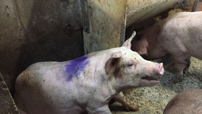 Figure 1. Porc qui tousse dans une case infirmerie. Remarque: la mangeoire de case infirmerie a de la farine ad libitum.