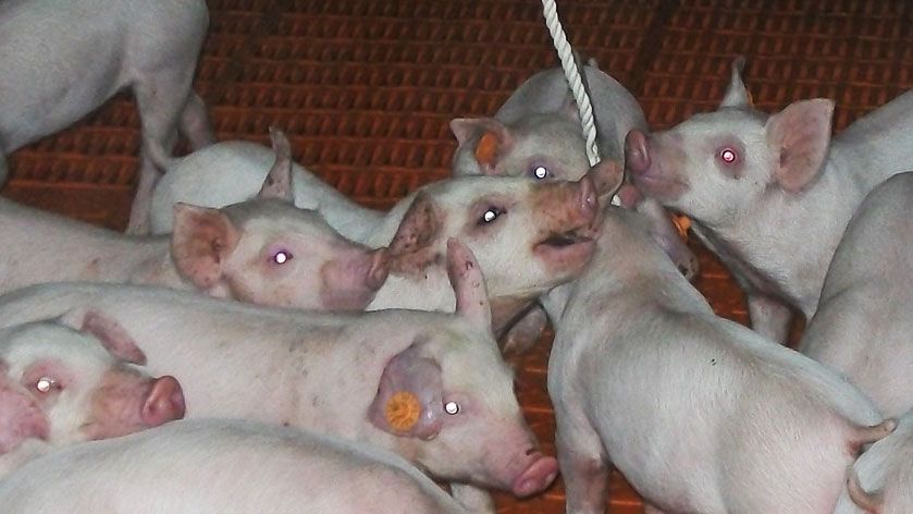 Photo 1. Utilisation de cordes pour l'&eacute;chantillonnage de fluides oraux.
