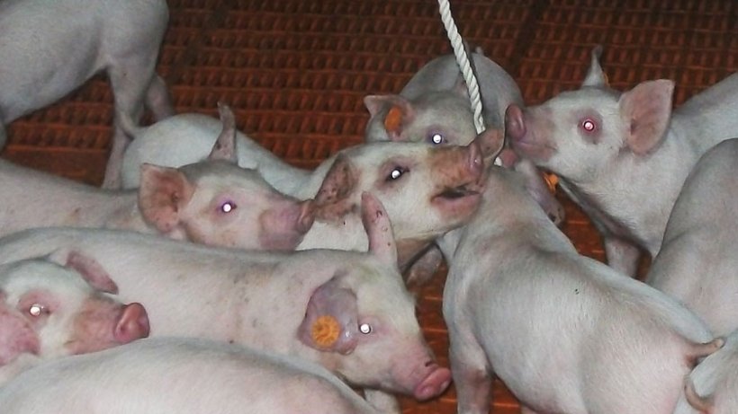 Photo 1. Utilisation de cordes pour l'&eacute;chantillonnage de fluides oraux.
