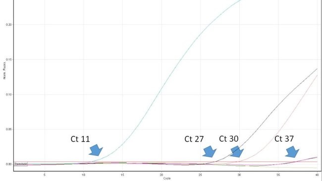 Figure 1. Le cycle seuil (Ct) est le premier numéro du cycle d'une PCR en temps réel dans lequel la fluorescence qui indique la présence de l'agent pathogène souhaité dans l'échantillon est détectée. Plus la valeur de Ct est basse, plus la quantité d'agent pathogène dans l'échantillon analysé est grande. Les valeurs très élevées de Ct doivent être interprétées avec prudence car elles peuvent provenir de la dégradation spontanée d'une sonde TaqMan au cours des derniers cycles, malgré l'absence d'ADN cible dans l'échantillon.