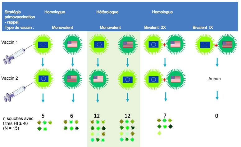 Figure 2. Effet des protocoles de vaccination traditionnels et de la vaccination de rappel h&eacute;t&eacute;rologue sur l'amplitude de la r&eacute;ponse anticorps anti-H3N2. Les drapeaux indiquent les souches europ&eacute;ennes et nord-am&eacute;ricaines de VIP H3N2. Le s&eacute;rum recueilli 14 jours apr&egrave;s la deuxi&egrave;me vaccination a &eacute;t&eacute; analys&eacute; contre 15 virus antig&eacute;niquement diff&eacute;rents, y compris les souches vaccinales. Les chiffres repr&eacute;sentent le nombre de virus pour lesquels les titres en anticorps HI &eacute;taient &ge; 40.
