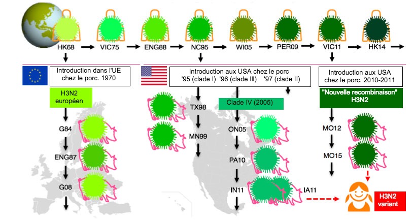 Figure 1. Evolution des virus de la grippe H3N2 chez l&#39;homme et le porc. Les diff&eacute;rentes nuances de vert indiquent des diff&eacute;rences antig&eacute;niques dans l&#39;HA H3; les souches virales sont indiqu&eacute;es avec le site (en abr&eacute;g&eacute;) et l&#39;ann&eacute;e d&#39;isolement. Les virus humains ont &eacute;t&eacute; introduits dans la population porcine au d&eacute;but des ann&eacute;es 1970 en Europe et au milieu des ann&eacute;es 1990 et en 2010 en Am&eacute;rique du Nord. Cela a conduit &agrave; la situation actuelle de 3 clades diff&eacute;rents de VIP H3N2 (voir encadr&eacute;s), un en Europe et deux en Am&eacute;rique du Nord. Les clades am&eacute;ricains reviennent parfois dans la population humaine et sont alors appel&eacute;s virus &quot;variantes&quot;.
