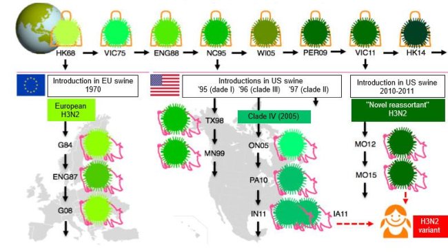 Figure 1. Evolution des virus de la grippe H3N2 chez l'homme et le porc. Les différentes nuances de vert indiquent des différences antigéniques dans l'HA H3; les souches virales sont indiquées avec le site (en abrégé) et l'année d'isolement. Les virus humains ont été introduits dans la population porcine au début des années 1970 en Europe et au milieu des années 1990 et en 2010 en Amérique du Nord. Cela a conduit à la situation actuelle de 3 clades différents de VIP H3N2 (voir encadrés), un en Europe et deux en Amérique du Nord. Les clades américains reviennent parfois dans la population humaine et sont alors appelés virus "variantes".