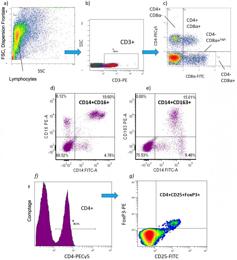 Figure 2. Exemples de cytom&eacute;trie en flux permettant de d&eacute;tecter les ph&eacute;notypes de cellules immunitaires quantifi&eacute;s en pourcentage de valeurs absolues [nombre de cellules / ml de sang] chez des PBMC de porc:&nbsp;
a-c) Sous-populations de lymphocytes T: CD3 + CD4 + CD8- = lymphocytes T helper (Th) CD3 + CD4 + CD8 + = lymphocytes T m&eacute;moire CD3 + CD4 + CD8 + = lymphocytes T cytotoxiques (CTL)&nbsp;
d-e) sous-populations de monocytes pro-inflammatoires: CD172 + CD14 + CD16 + CD172 + CD16 + CD163 + CD172 + CD172 + CD143 + CD163 +&nbsp;
f-g) CD4 + CD25 + FoxP3 + = lymphocytes T r&eacute;gulateurs (Tregs).
