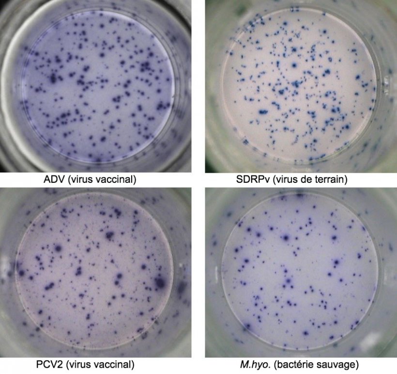 Figure 1. R&eacute;ponse ELISPOT IFN-&gamma; antig&egrave;ne-sp&eacute;cifique dans des PBMC contre des agents pathog&egrave;nes porcins. ADV: virus de la maladie d&#39;Aujeszky; SDRPv: virus du syndrome dysg&eacute;n&eacute;sique et respiratoire porcin; PCV2: circovirus porcin de type 2; M.hyo.: Mycoplasma hyopneumoniae. Chaque point est d&ucirc; &agrave; la s&eacute;cr&eacute;tion d&#39;IFN-&gamma; par des lymphocytes T m&eacute;moire / effecteurs r&eacute;activ&eacute;s. L&#39;agent pathog&egrave;ne utilis&eacute; pour r&eacute;activer les cellules dans les puits est indiqu&eacute; entre parenth&egrave;ses.
