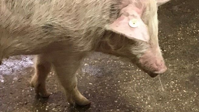 Image&nbsp;1. Mucosit&eacute; nasale + fi&egrave;vre &ndash; Grippe porcine
