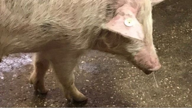 Image 1. Mucosité nasale + fièvre – Grippe porcine