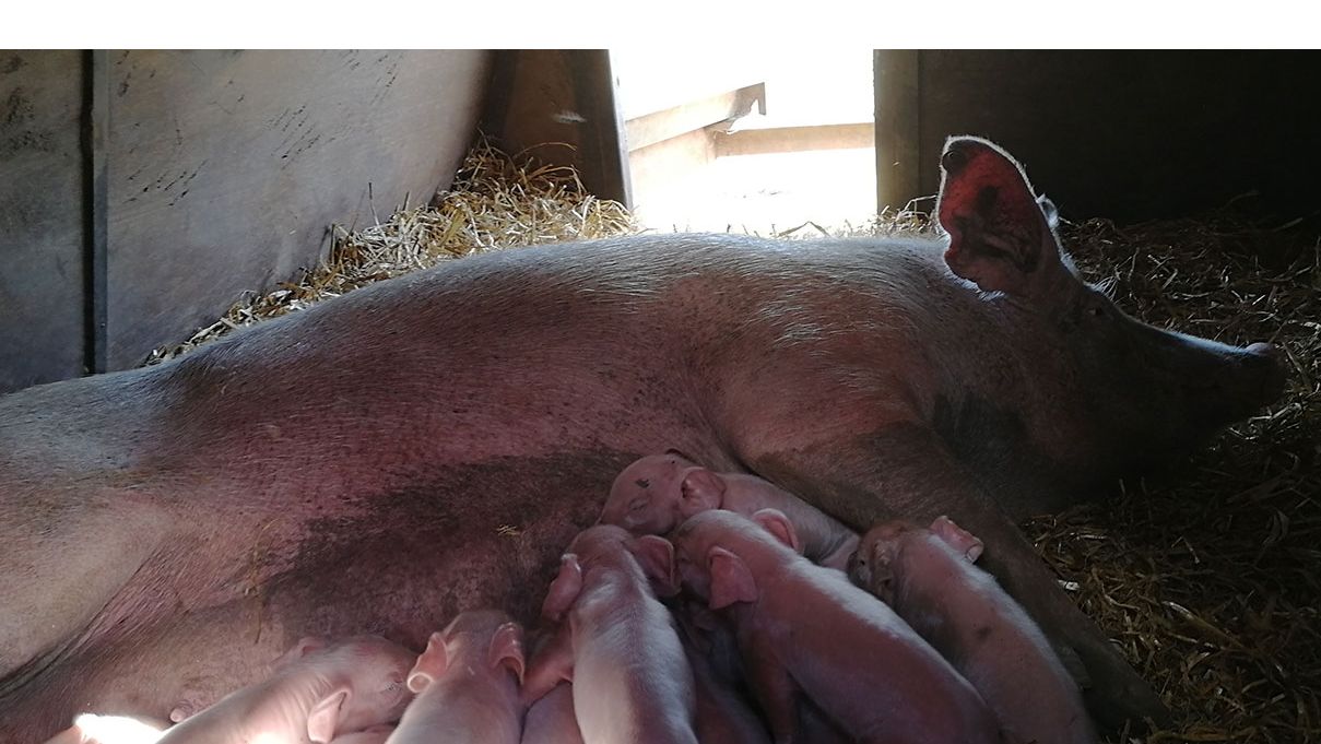 Porcelets allaitants
