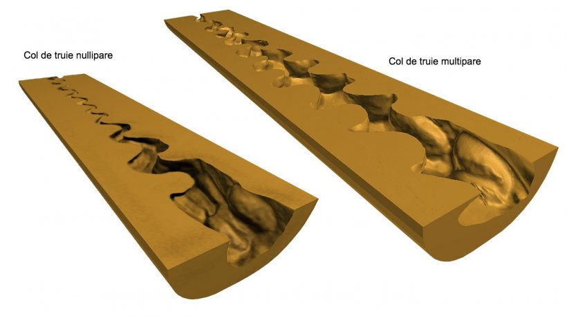 Figure 2. Repr&eacute;sentation 3D num&eacute;rique du col ut&eacute;rin (coupe longitudinale m&eacute;diane) de truies nullipares et multipares obtenues apr&egrave;s num&eacute;risation (scanner NextEngine Desktop 3D, mod&egrave;le 2020i) des moules endoluminaux.
