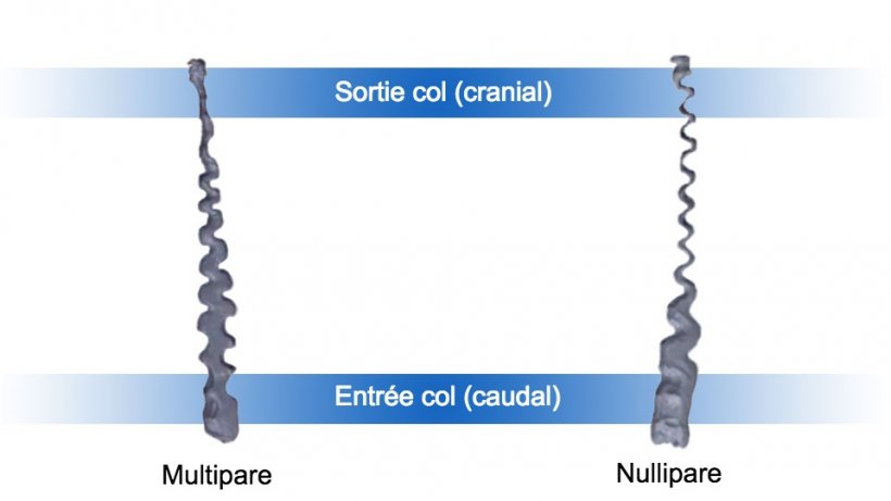 Figure 1. Col ut&eacute;rin de truies nullipares et multipares.
