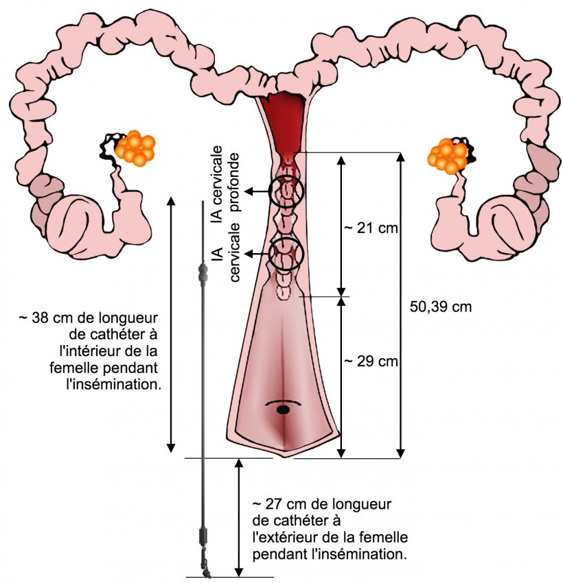 Figure 4. Repr&eacute;sentation de la disposition du cath&eacute;ter IA dans l&#39;appareil g&eacute;nital femelle pendant l&#39;IA. Les dimensions ont &eacute;t&eacute; mesur&eacute;es &agrave; partir d&#39;ins&eacute;minations et des voies g&eacute;nitales de truies nullipares &agrave; l&#39;abattoir.
