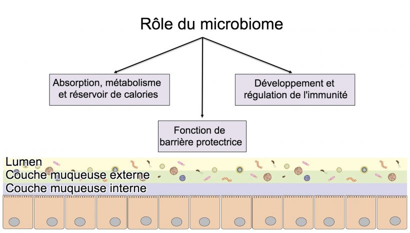 Fonctions du microbiome: barri&egrave;re intestinale, digestion et m&eacute;tabolisme des nutriments et r&eacute;gulation de l&#39;immunit&eacute;.
