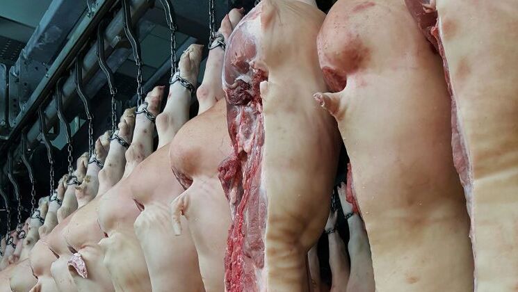 prix porcs