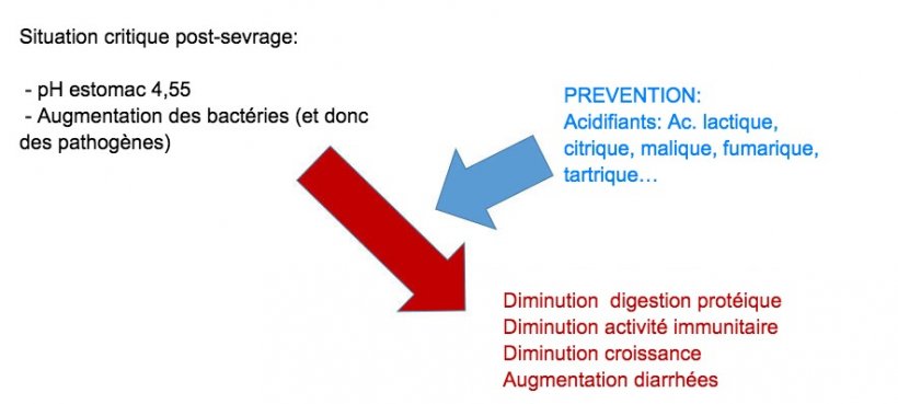 Figure 2: L&#39;acidification du digesta est &eacute;galement une bonne strat&eacute;gie pour am&eacute;liorer la digestion, en particulier chez les porcelets en post-sevrage, car leur capacit&eacute; endog&egrave;ne est tr&egrave;s limit&eacute;e. Gr&acirc;ce &agrave; l&rsquo;incorporation d&rsquo;un acidifiant dans l&rsquo;alimentation, on &eacute;vite une r&eacute;duction de la digestion des prot&eacute;ines et des alt&eacute;rations de l&rsquo;immunit&eacute; et des param&egrave;tres de production.
