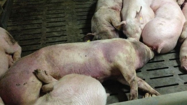 Porc infecté par la PPA, 14 jours après la détection initiale de la maladie. Lésions hémorragiques sévères sur tout le corps.