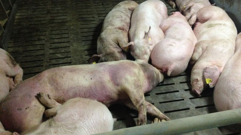 Porc infecté par la PPA, 14 jours après la détection initiale de la maladie. Lésions hémorragiques sévères sur tout le corps.