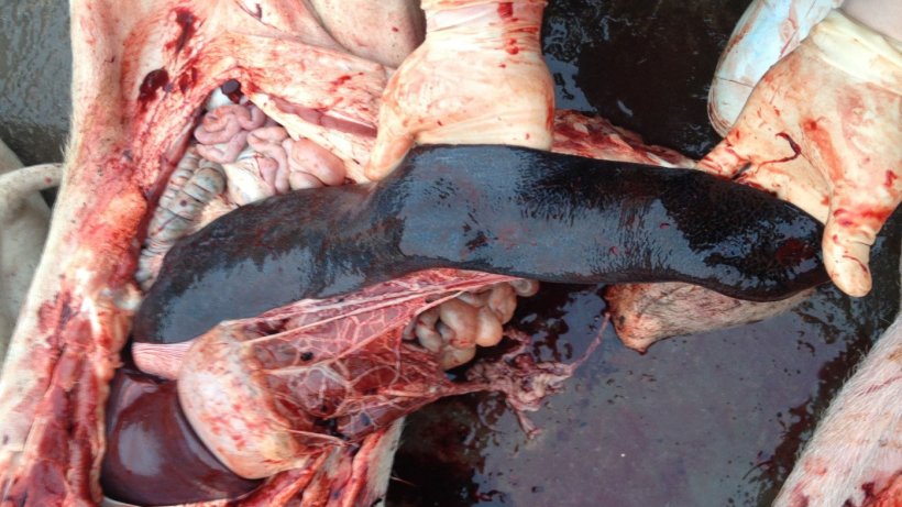 Porc infecté par la PPA, 14 jours après la détection initiale de la maladie. Rate augmentée de taille.