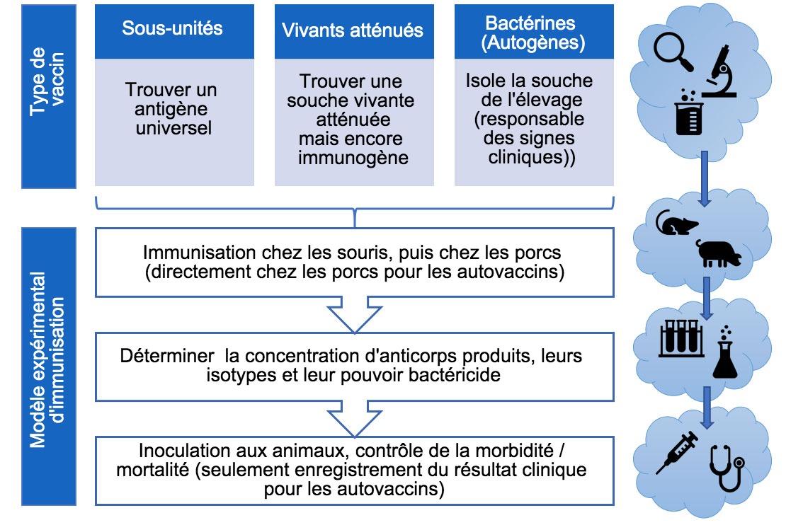 En Cherchant Une Solution Pour Streptococcus Suis Articles