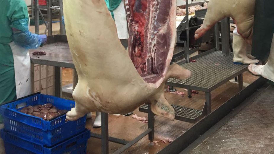 prix porcs
