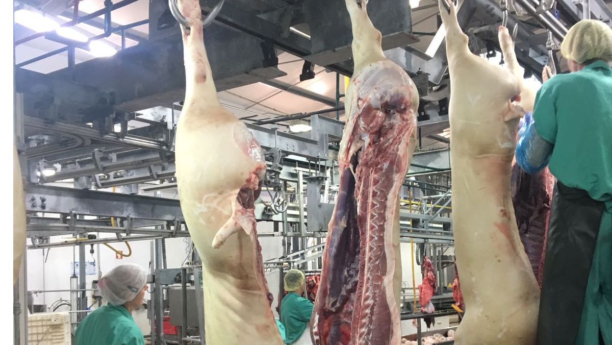 prix porcs viande